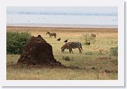 03LakeManyara - 64 * Termite mound, Zebra and Ground Hornbills.